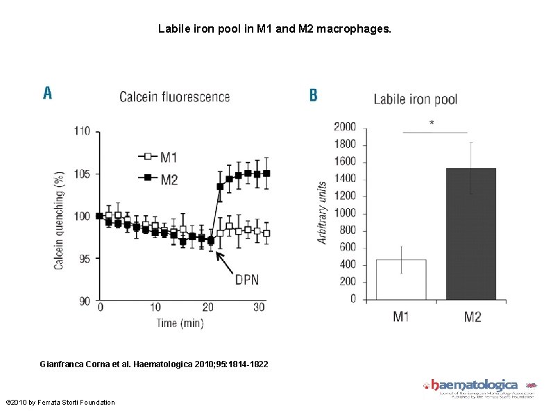 Labile iron pool in M 1 and M 2 macrophages. Gianfranca Corna et al.
