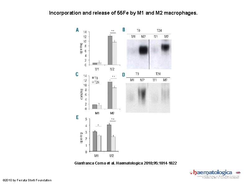 Incorporation and release of 55 Fe by M 1 and M 2 macrophages. Gianfranca