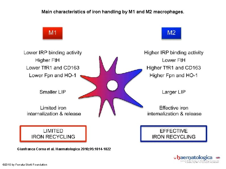 Main characteristics of iron handling by M 1 and M 2 macrophages. Gianfranca Corna