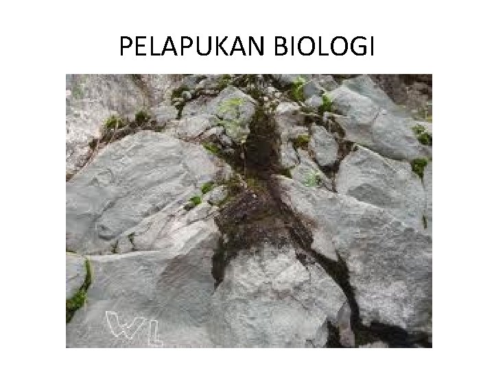 PELAPUKAN BIOLOGI 