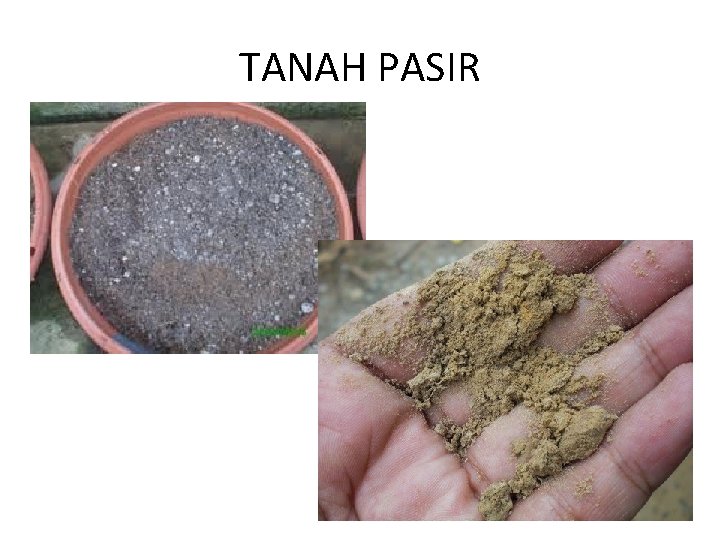 TANAH PASIR 