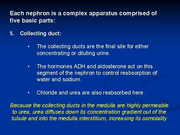 Each nephron is a complex apparatus comprised of five basic parts: 5. Collecting duct: