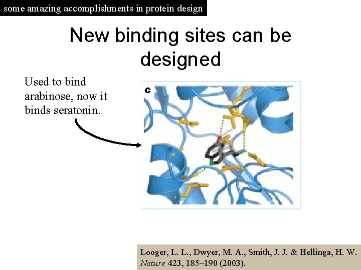 some amazing accomplishments in protein design New binding sites can be designed Used to