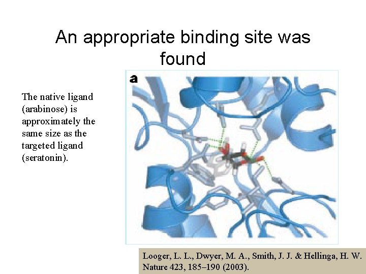 An appropriate binding site was found The native ligand (arabinose) is approximately the same