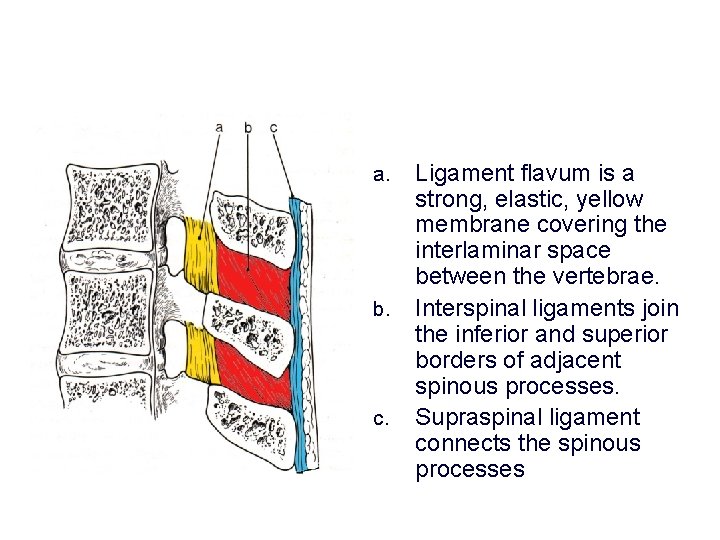 a. b. c. Ligament flavum is a strong, elastic, yellow membrane covering the interlaminar