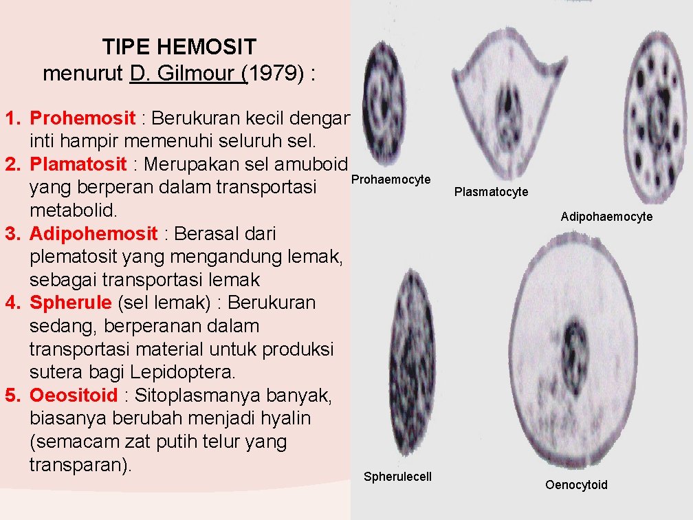 TIPE HEMOSIT menurut D. Gilmour (1979) : 1. Prohemosit : Berukuran kecil dengan inti