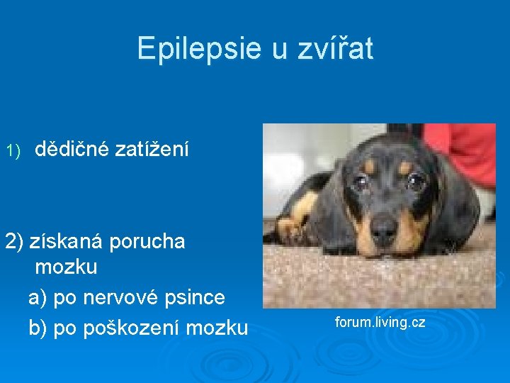 Epilepsie u zvířat 1) dědičné zatížení 2) získaná porucha mozku a) po nervové psince