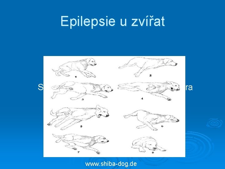 Epilepsie u zvířat Sekvence velkého záchvatu u labradora www. shiba-dog. de 