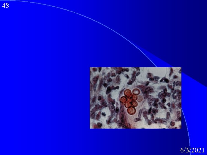 48 6/3/2021 