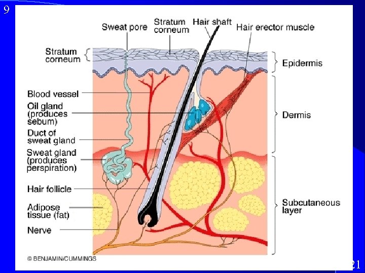 9 Structure of Skin 6/3/2021 
