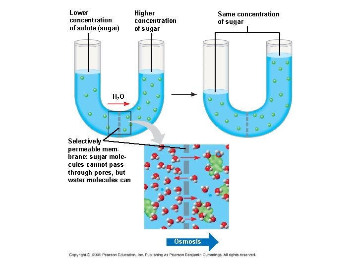 Lower concentration of solute (sugar) Higher concentration of sugar H 2 O Selectively permeable