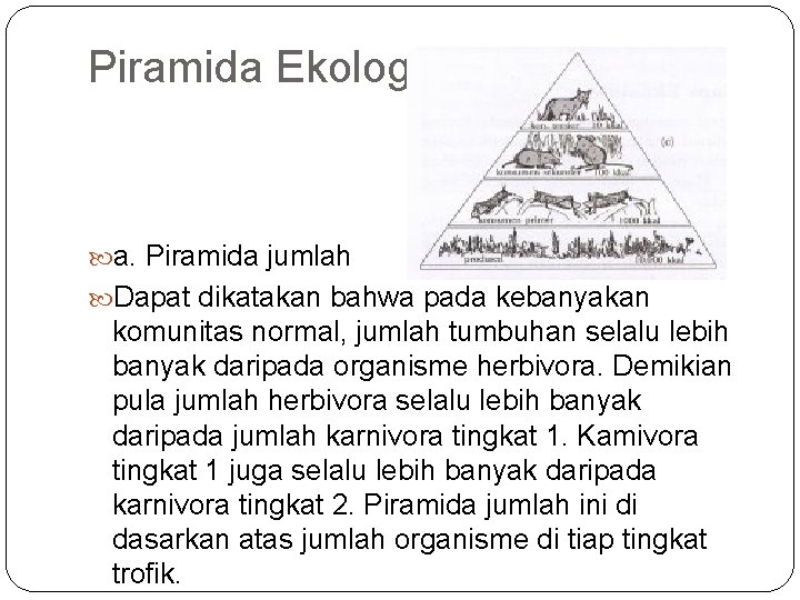 Piramida Ekologi a. Piramida jumlah Dapat dikatakan bahwa pada kebanyakan komunitas normal, jumlah tumbuhan