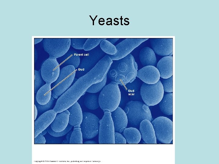 Yeasts 