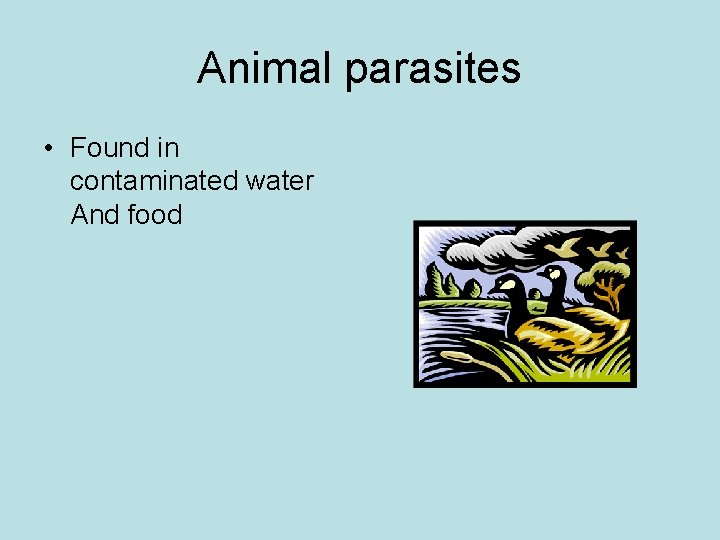 Animal parasites • Found in contaminated water And food 