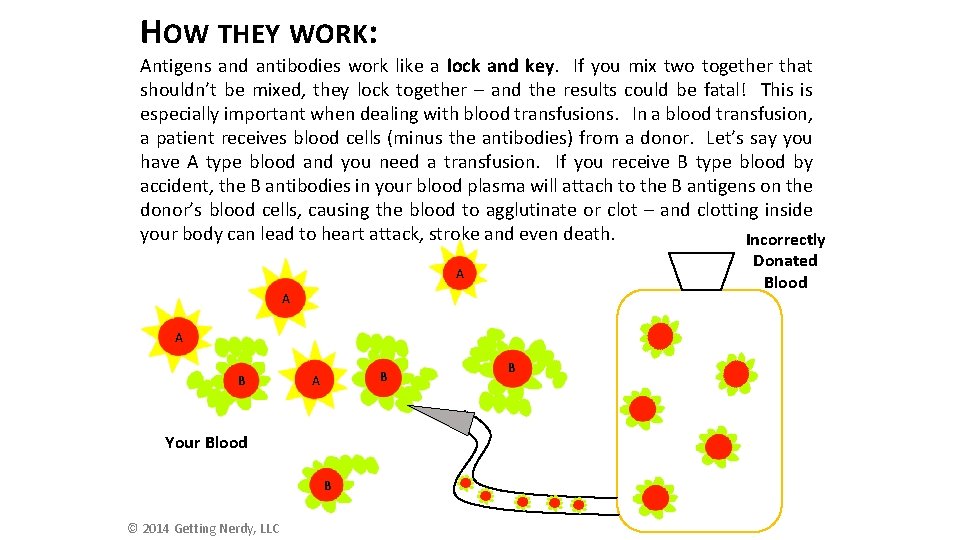 HOW THEY WORK: Antigens and antibodies work like a lock and key. If you