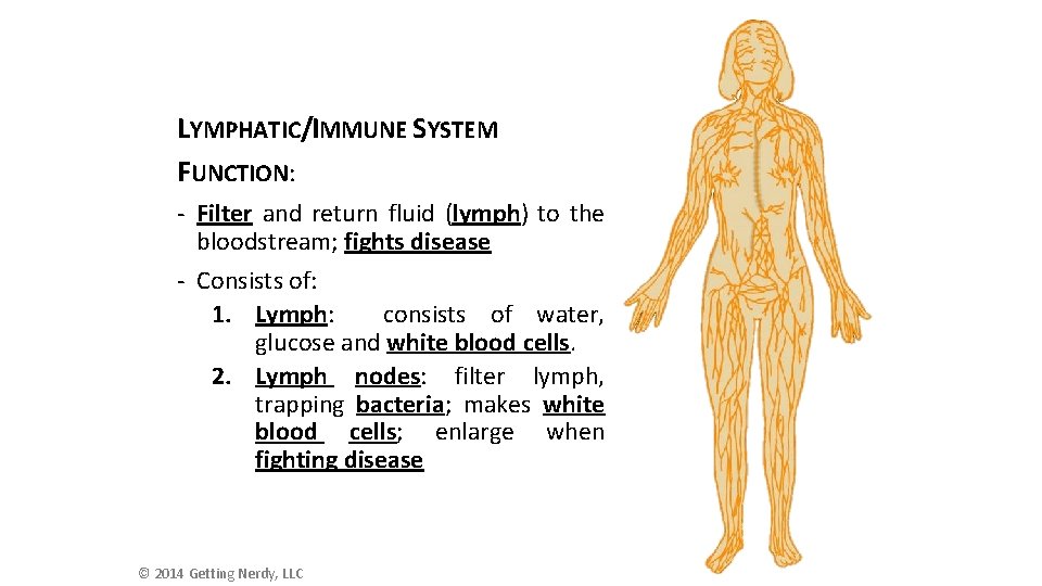 LYMPHATIC/IMMUNE SYSTEM FUNCTION: - Filter and return fluid (lymph) to the bloodstream; fights disease