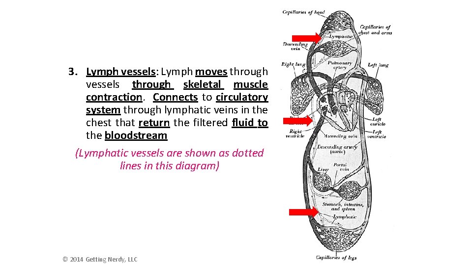 3. Lymph vessels: Lymph moves through vessels through skeletal muscle contraction. Connects to circulatory