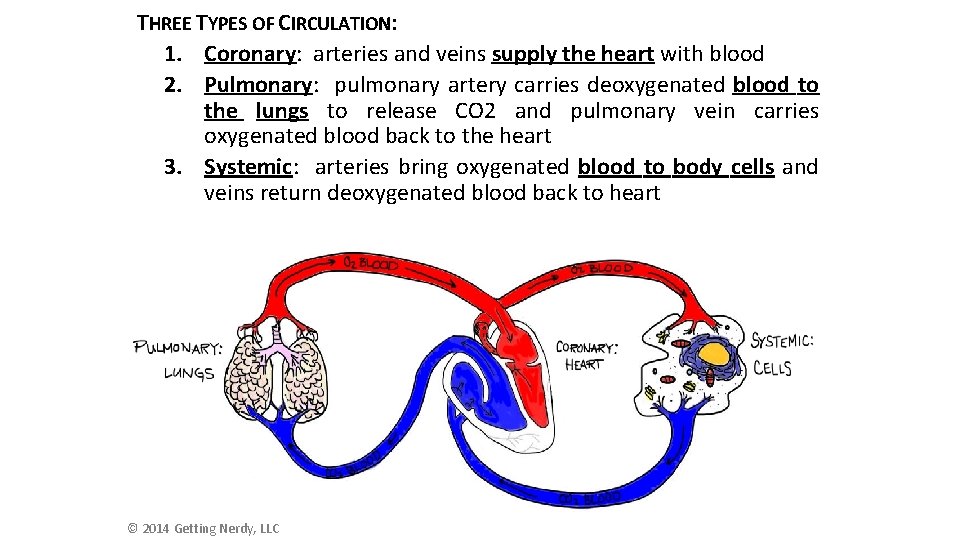 THREE TYPES OF CIRCULATION: 1. Coronary: arteries and veins supply the heart with blood