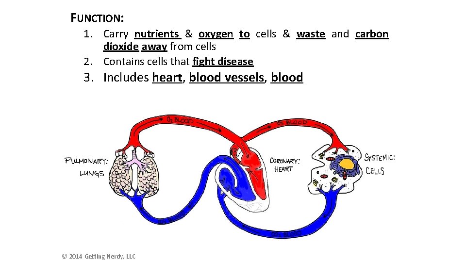 FUNCTION: 1. Carry nutrients & oxygen to cells & waste and carbon dioxide away