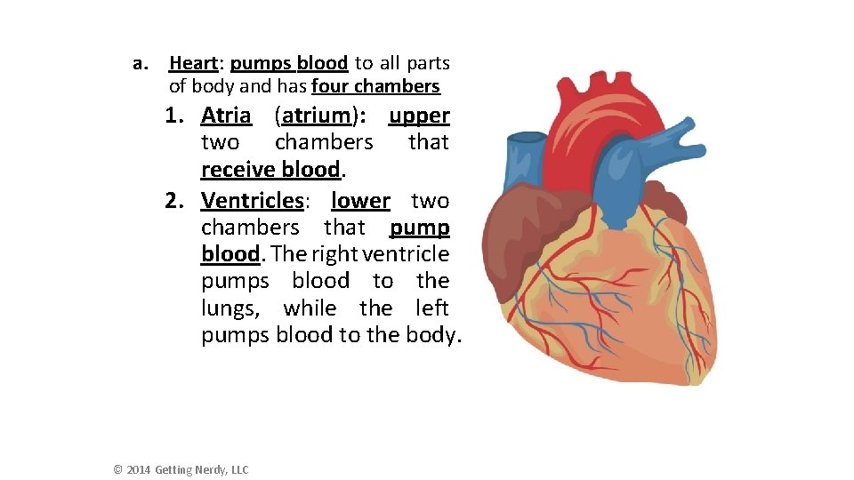 a. Heart: pumps blood to all parts of body and has four chambers 1.