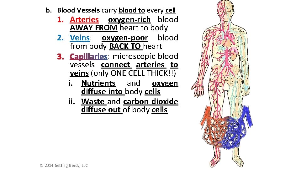 b. Blood Vessels carry blood to every cell 1. Arteries: oxygen-rich blood AWAY FROM