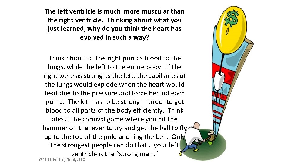 The left ventricle is much more muscular than the right ventricle. Thinking about what