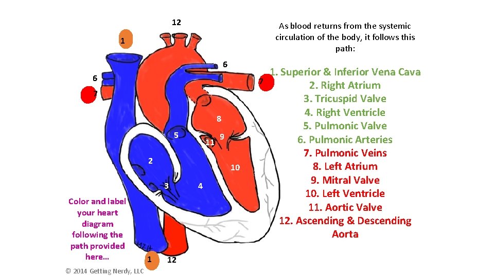 12 As blood returns from the systemic circulation of the body, it follows this