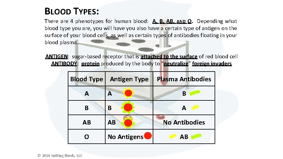 BLOOD TYPES: There are 4 phenotypes for human blood: A, B, AND O. Depending