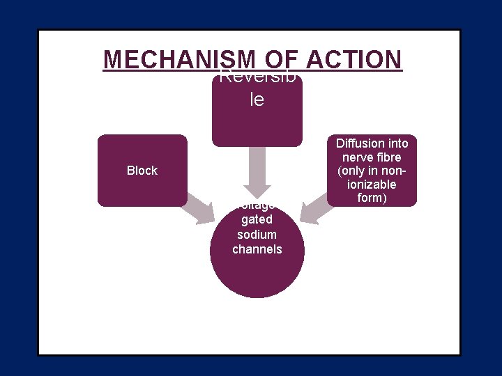 MECHANISM OF ACTION Reversib le Block voltagegated sodium channels Diffusion into nerve fibre (only