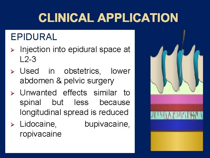 CLINICAL APPLICATION EPIDURAL Ø Ø Injection into epidural space at L 2 -3 Used