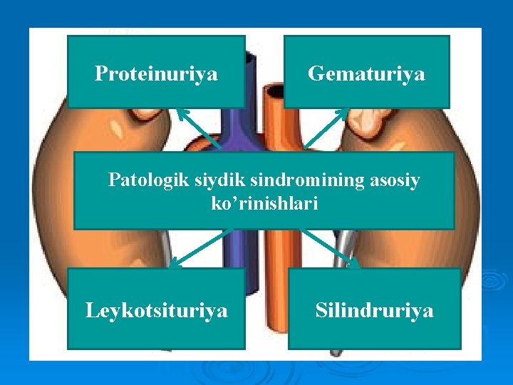 Proteinuriya Gematuriya Patologik siydik sindromining asosiy ko’rinishlari Leykotsituriya Silindruriya 