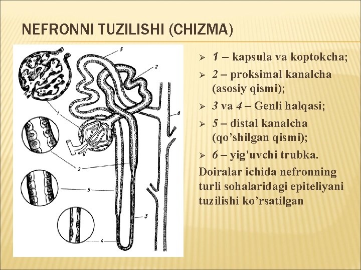 NEFRONNI TUZILISHI (CHIZMA) 1 – kapsula va koptokcha; Ø 2 – proksimal kanalcha (asosiy