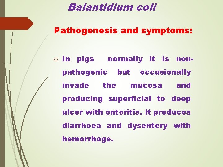 Balantidium coli Pathogenesis and symptoms: o In pigs normally it is non- pathogenic invade