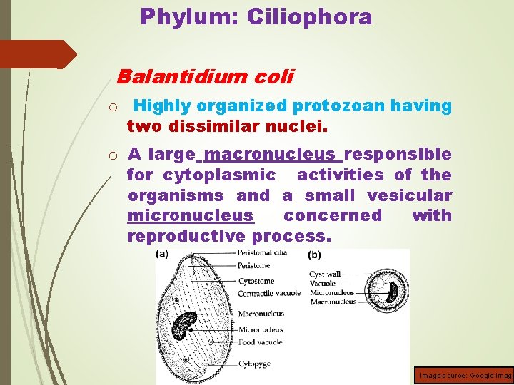 Phylum: Ciliophora Balantidium coli o Highly organized protozoan having two dissimilar nuclei. o A