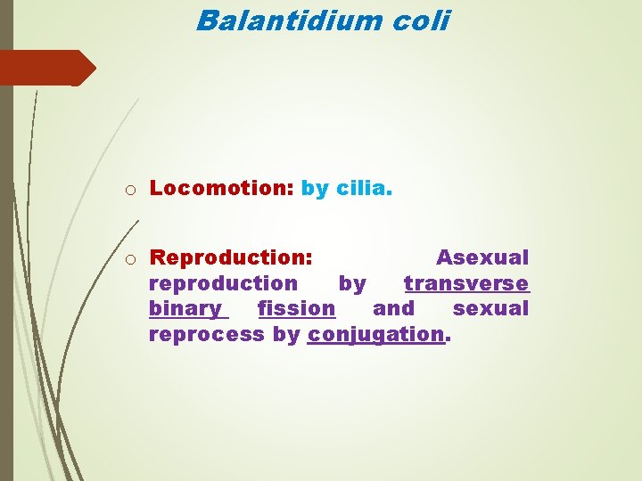 Balantidium coli o Locomotion: by cilia. o Reproduction: Asexual reproduction by transverse binary fission