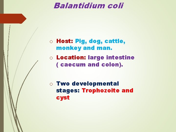 Balantidium coli o Host: Pig, dog, cattle, monkey and man. o Location: large intestine