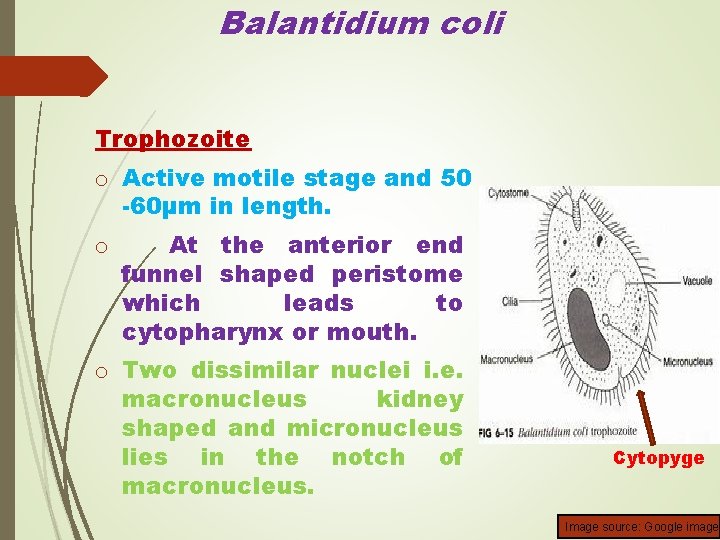 Balantidium coli Trophozoite o Active motile stage and 50 -60µm in length. o At