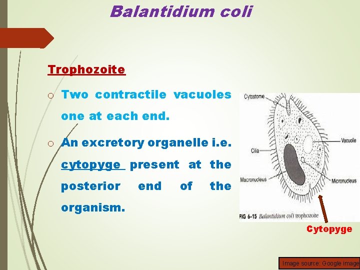 Balantidium coli Trophozoite o Two contractile vacuoles one at each end. o An excretory