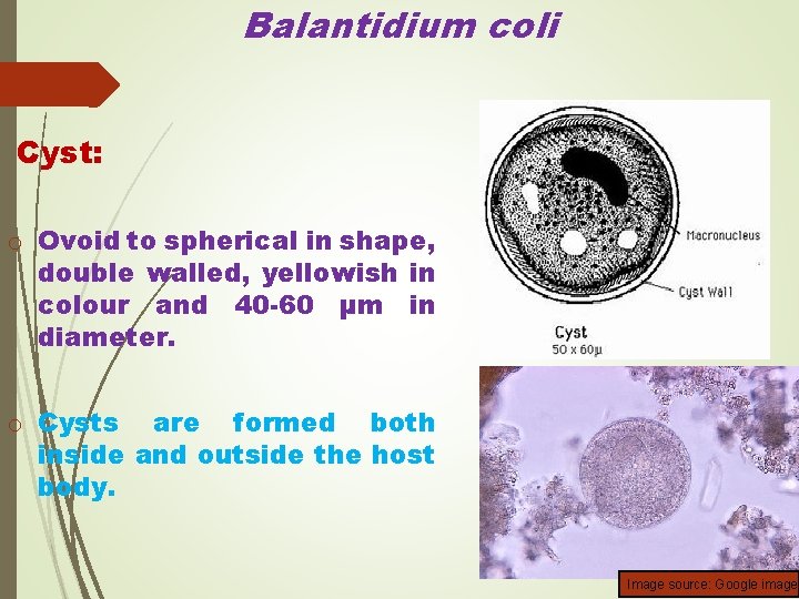 Balantidium coli Cyst: o Ovoid to spherical in shape, double walled, yellowish in colour
