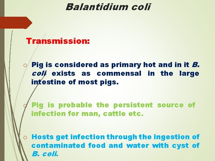 Balantidium coli Transmission: o Pig is considered as primary hot and in it B.