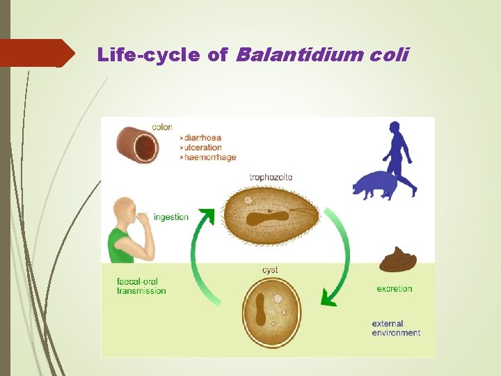 Life-cycle of Balantidium coli 
