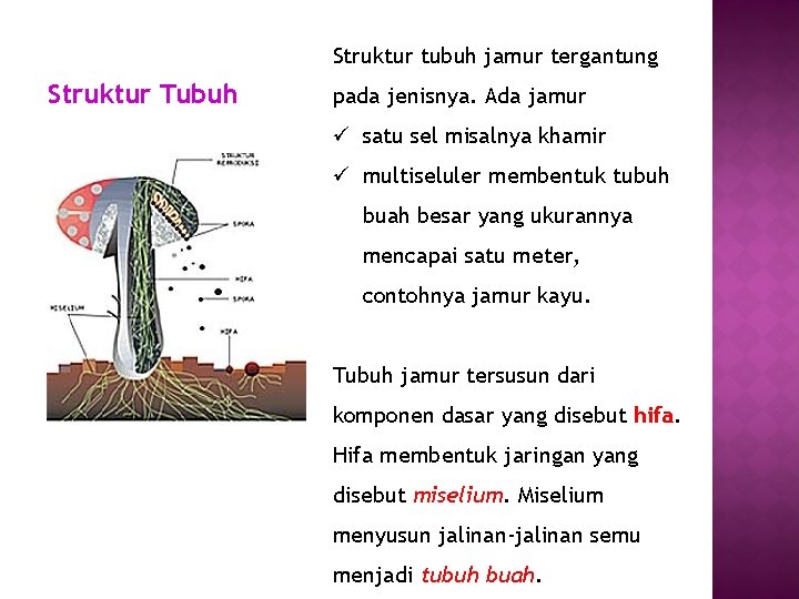 Struktur tubuh jamur tergantung Struktur Tubuh pada jenisnya. Ada jamur ü satu sel misalnya