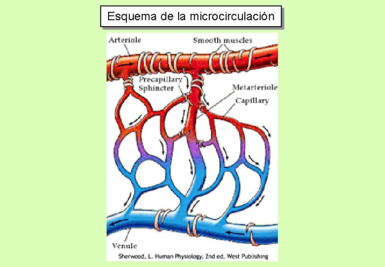 Esquema de la microcirculación 