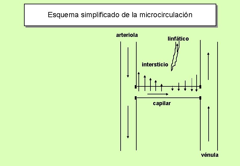 Esquema simplificado de la microcirculación arteriola linfático intersticio capilar vénula 