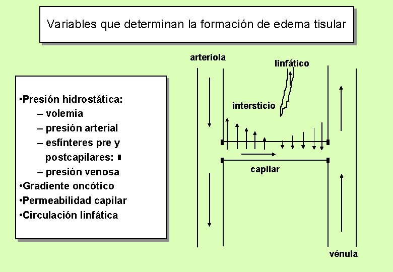 Variables que determinan la formación de edema tisular arteriola • Presión hidrostática: – volemia