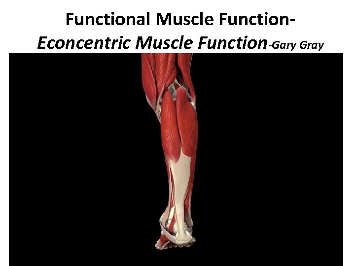 Functional Muscle Function. Econcentric Muscle Function-Gary Gray 