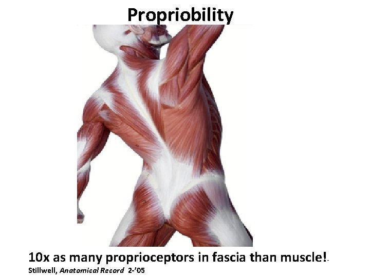 Propriobility 10 x as many proprioceptors in fascia than muscle!Stillwell, Anatomical Record 2 -’
