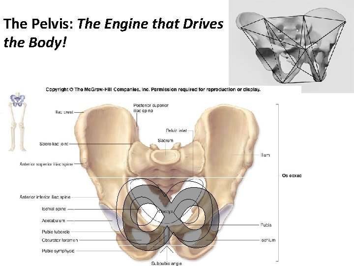 The Pelvis: The Engine that Drives the Body! 8 