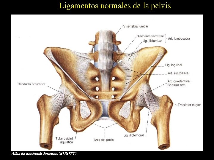 Ligamentos normales de la pelvis Atlas de anatomía humana SOBOTTA 