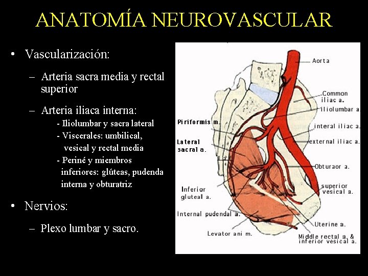 ANATOMÍA NEUROVASCULAR • Vascularización: – Arteria sacra media y rectal superior – Arteria iliaca